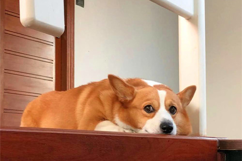 狗狗被毛比較干枯無光是什么原因